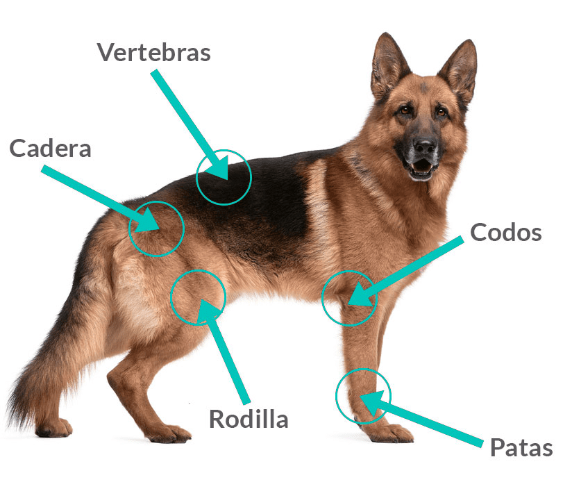 Artritis en mascotas