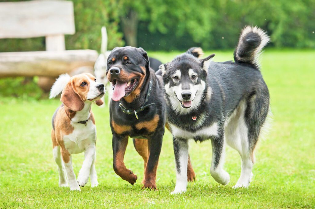 socializacion de nuestros pets
Aqui son 3 lindos perros juntos y felices