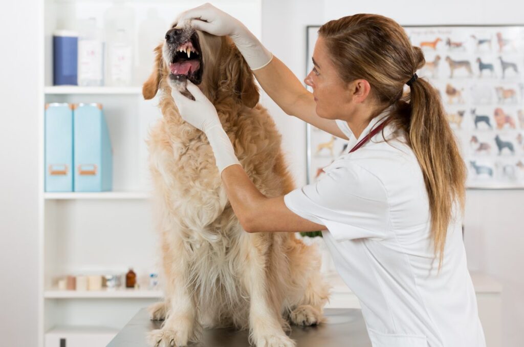 Veterinaria revisando la boca de un perro