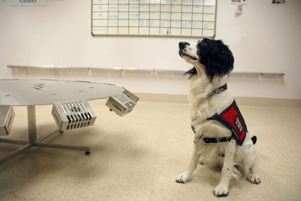 Un perrito entrenando en un hospital