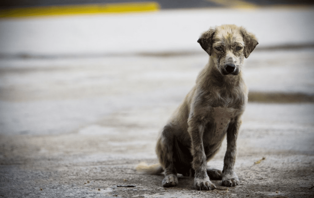 Perrito abandonado y sucio, se lo ve muy triste