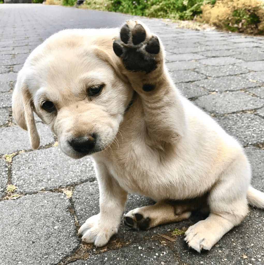 Un perrito bebe saludando