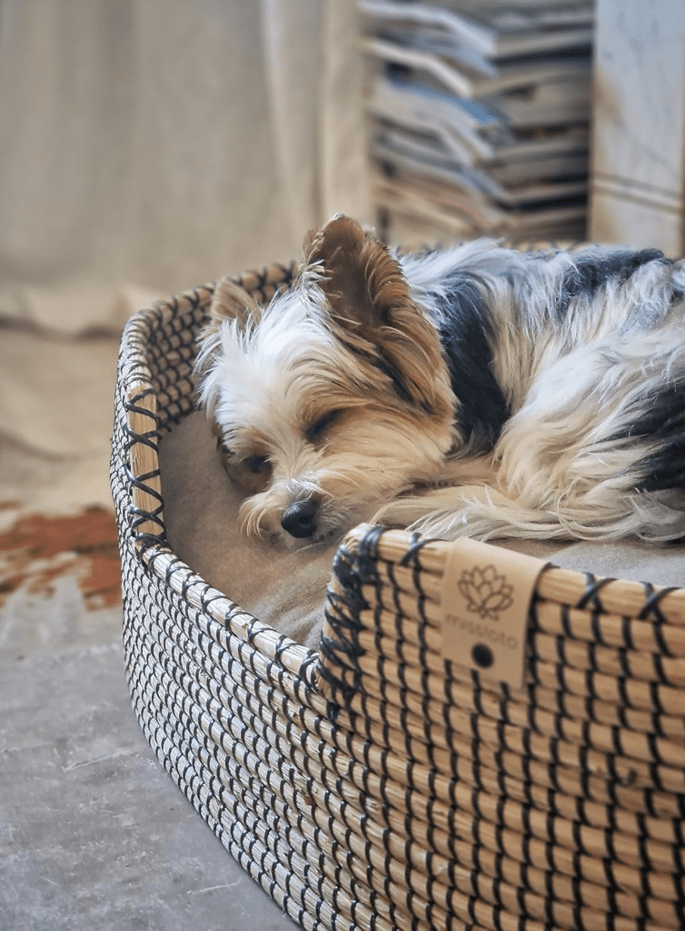 nuestro perrito durmiendo en su cama Missloto 