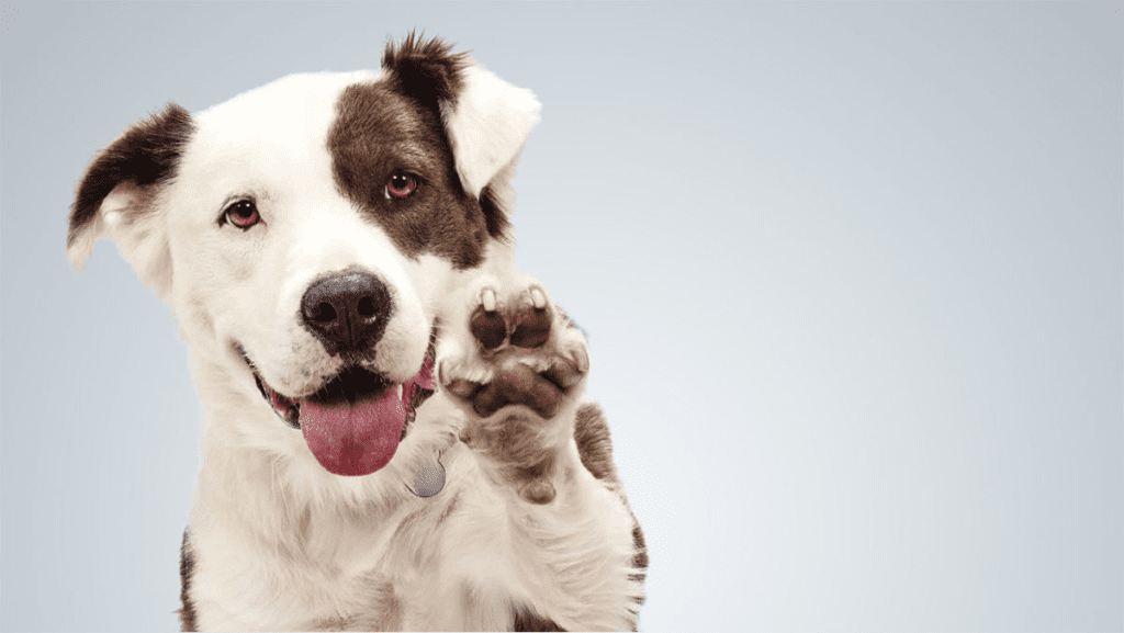 Este lindo perrito,saluda con su mano levantada. 