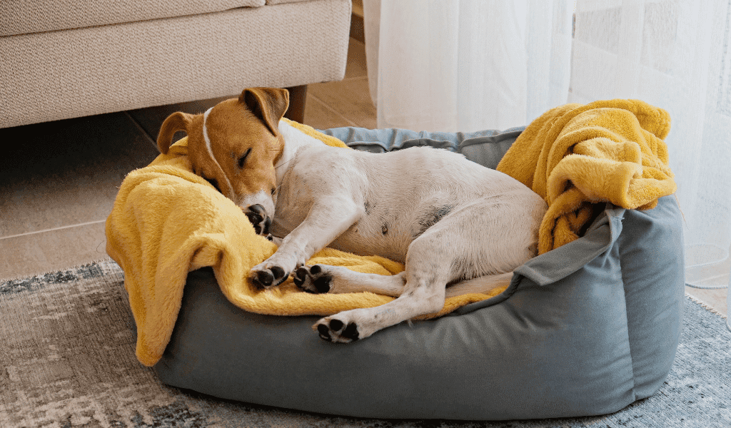 las mejores camas ortopédicas, la imagen muestra un hermoso perrito durmiendo en su cama gris y colcha amarilla