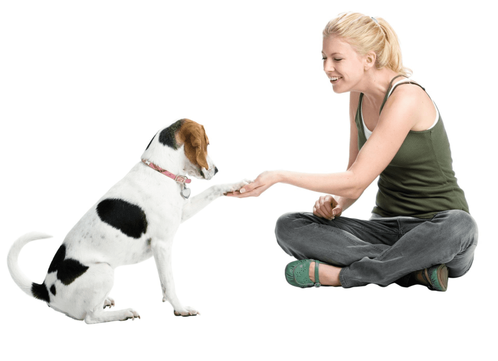 Porque los perros persiguen su cola? Lindo perrito dando la mano a su tutora sentada en el piso.