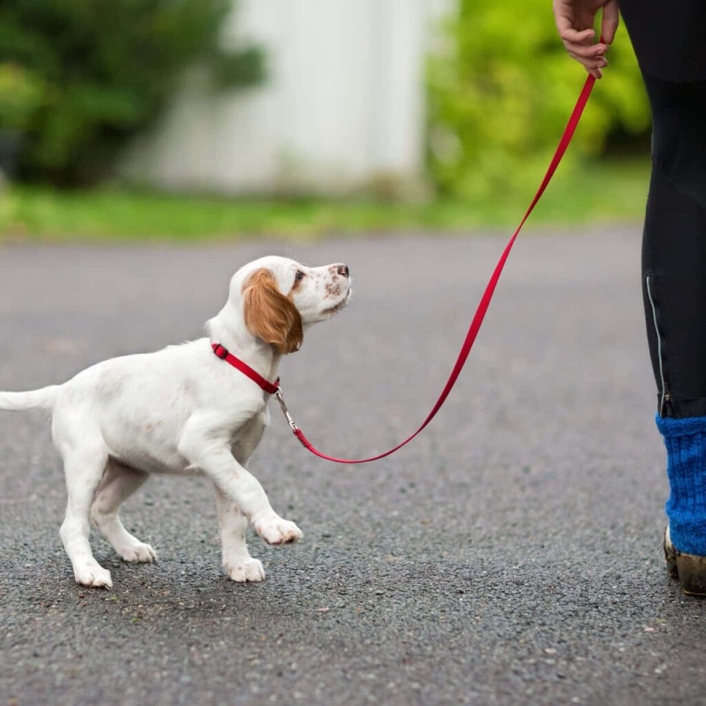 perrito paseando con su dueño en la calle