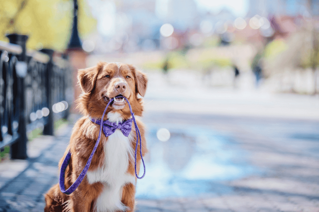 lindo perro con su correa en la boca