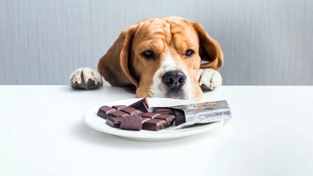 intoxicacion por chocolate en perros, un lindo perro mirando chocolate de la mesa