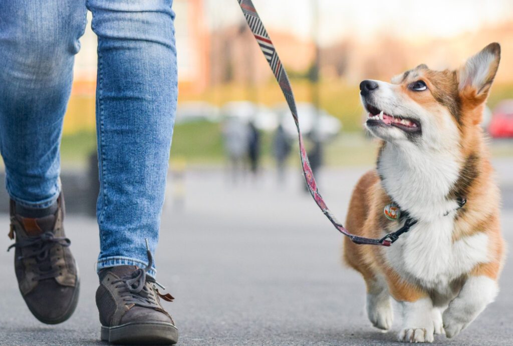 lindo corgi paseando con su dueño