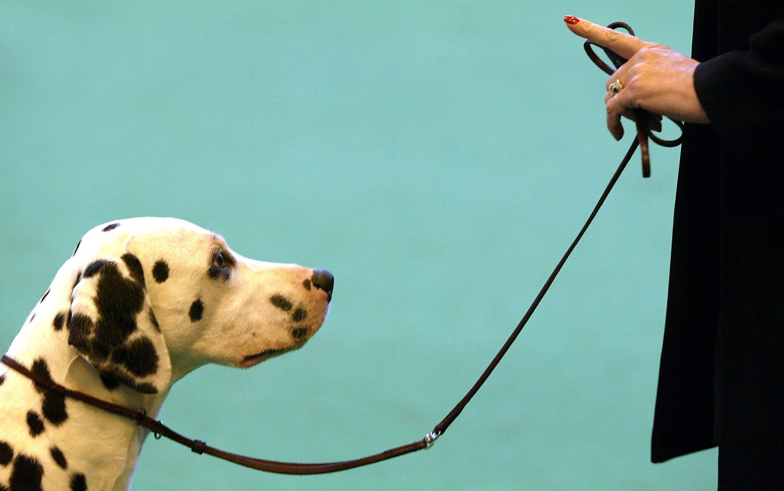 dalmata en su casa con la correa para aprender a no tirar