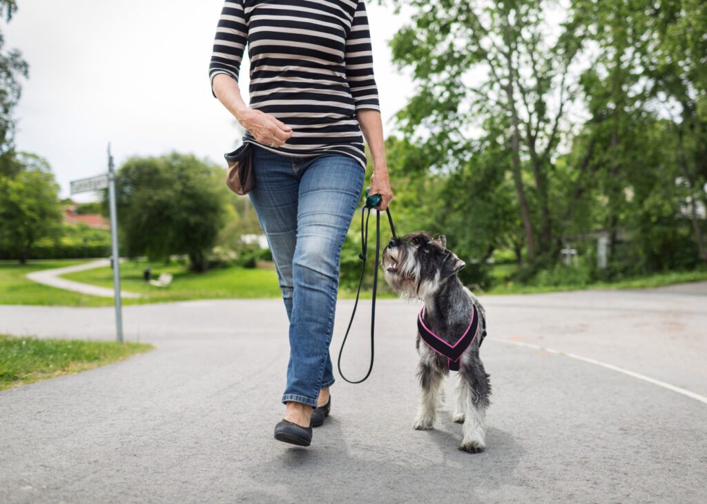 bonito perro pasea con su dueña,
Enseña a Tu Perro a Pasear Sin Tirar de la Correa