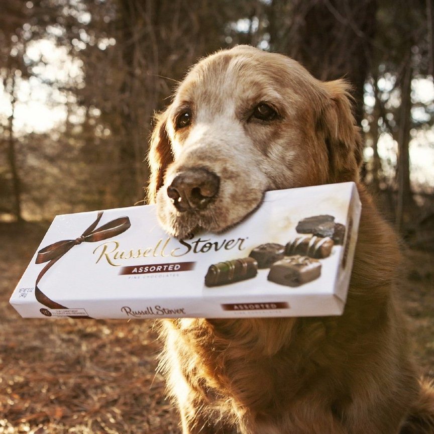 intoxicacion por chocolate en perros, un perro con su tableta de chocolate en la boca