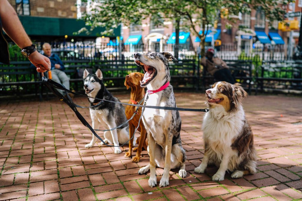 4 perros sentados y con su correa y su entrenador