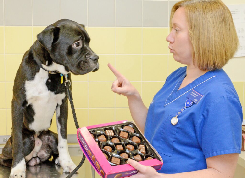 intoxicacion por chocolate en perros, aqui una veterinaria dice no a comer chocolates a su paciente