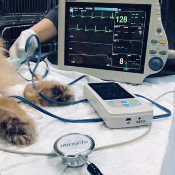 examenes complementarios en veterinaria
ecg en perros
