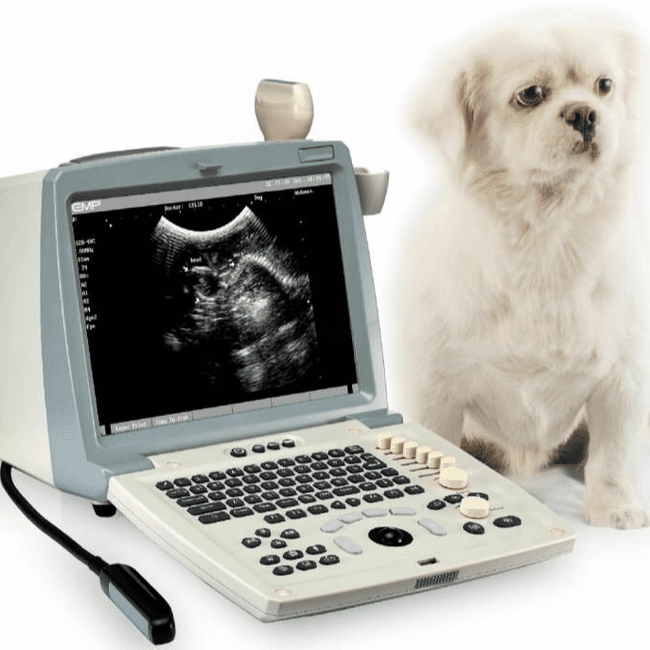 examenes complementarios en veterinaria