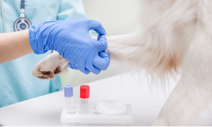 examenes complementarios en veterinaria
hemograma en mascotas