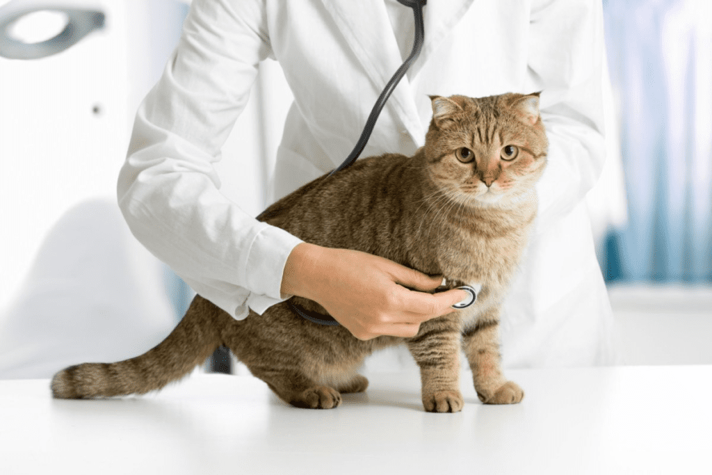 lindo gato en su consulta veterinaria