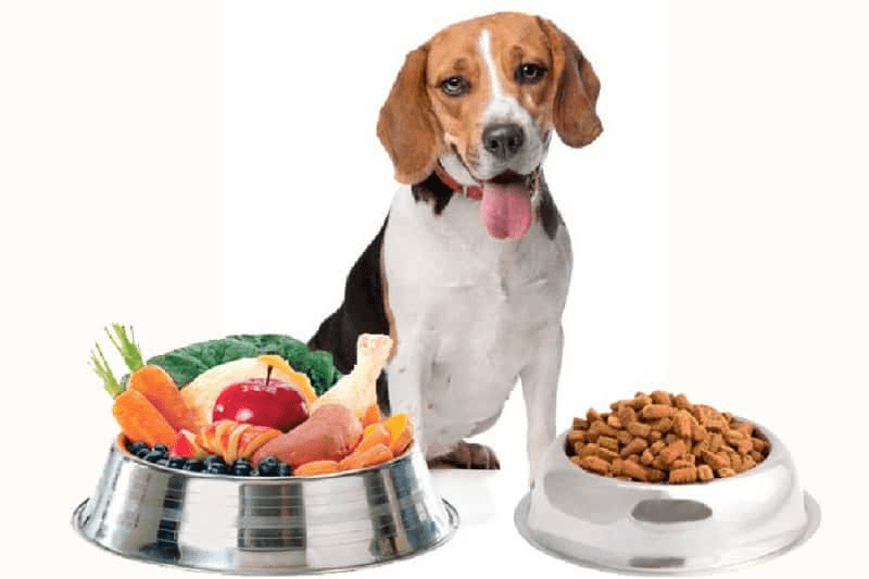 comida para perros vs alimentacion natural