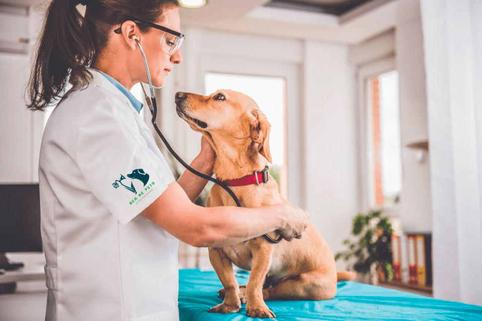 visita al veterinario, una veterinaria revisa a su paciente canino