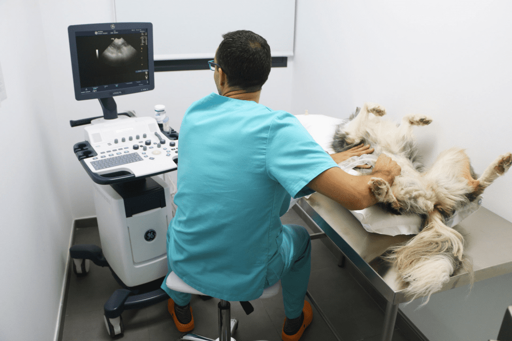 Imagen de un veterinario realizando ecografia en una perra con piómetra canina 