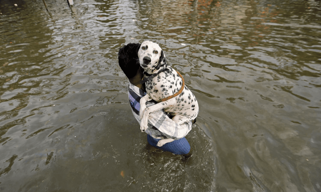 hipotermia en animales
Imagen de una persona llevando en brazos a un perro y el agua hasta la rodilla