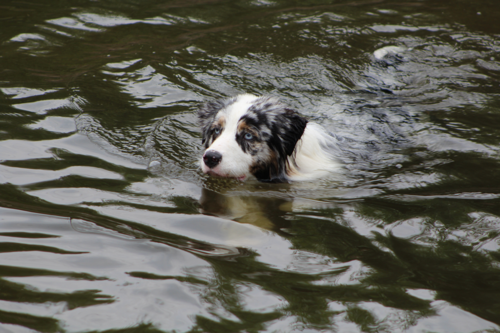 imagen de un perro nadando para sobrevivir en una inundacion