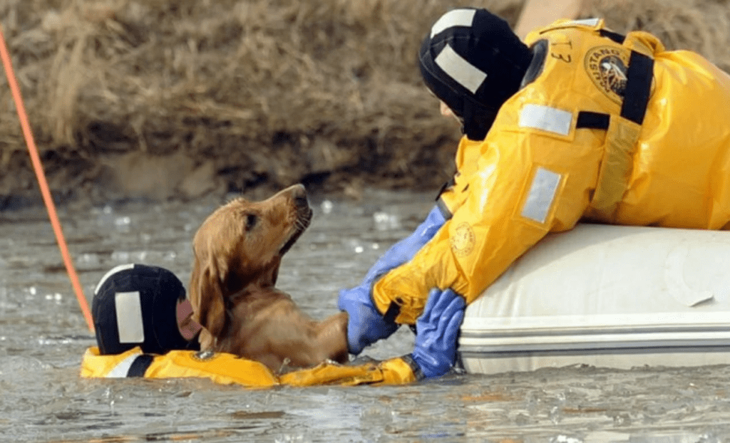 bombero rescatando a un perro en una inundacion