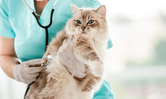 lindo gato en su veterinario