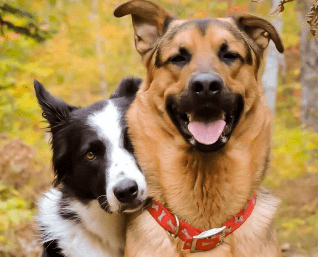 2 perros amigos y felices en la imagen
Como ayudar a tu perro a superar la muerte de otro 