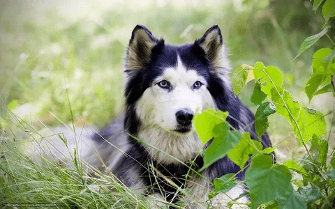 en la imagen un lindo perro sentado en un jardin
Como ayudar a tu perro a superar la muerte de otro 