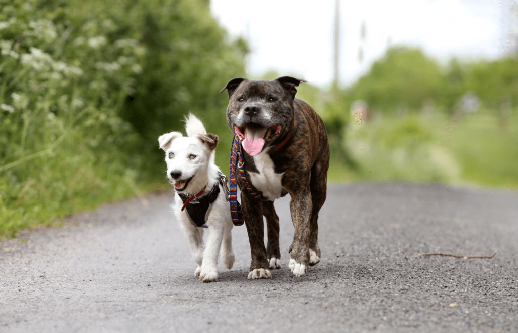 2 perros amigos y felices en la imagen
Como ayudar a tu perro a superar la muerte de otro 