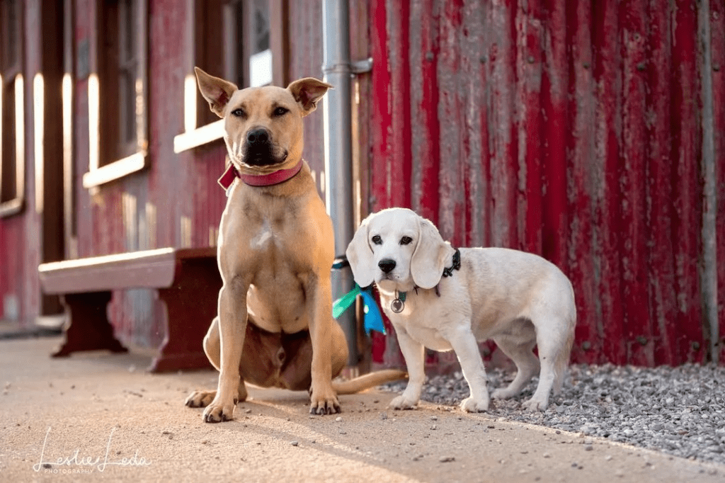 2 perros amigos y felices en la imagen
Como ayudar a tu perro a superar la muerte de otro 