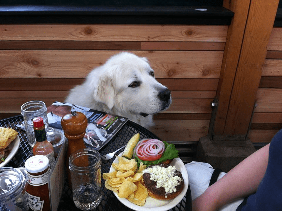 en la imagen vemos un lindo perro blanco en un cafe con su tutor