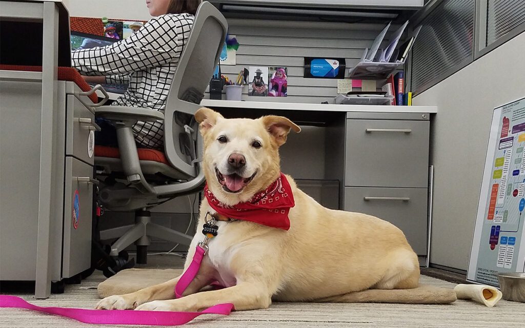 lugares pet friendly, lindo perro bege en un escritorio mientras su dueña trabaja