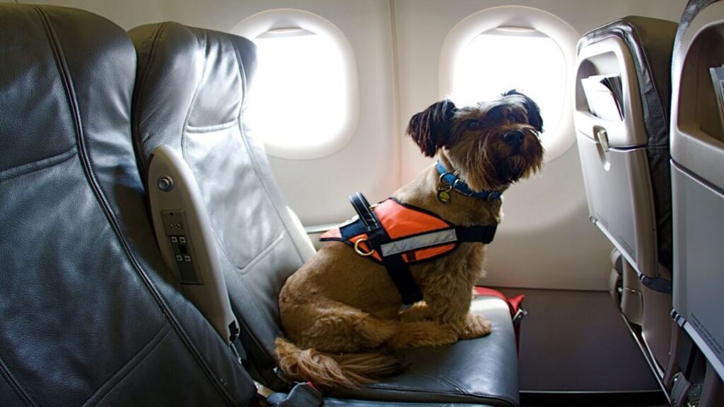 un lindo perrito viajando en avion