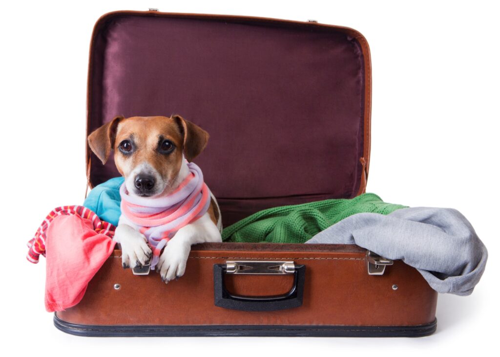 viajar con tu pet, vacaciones sin estres, imagen de una perrita en una valija queriendo ir con su tutor