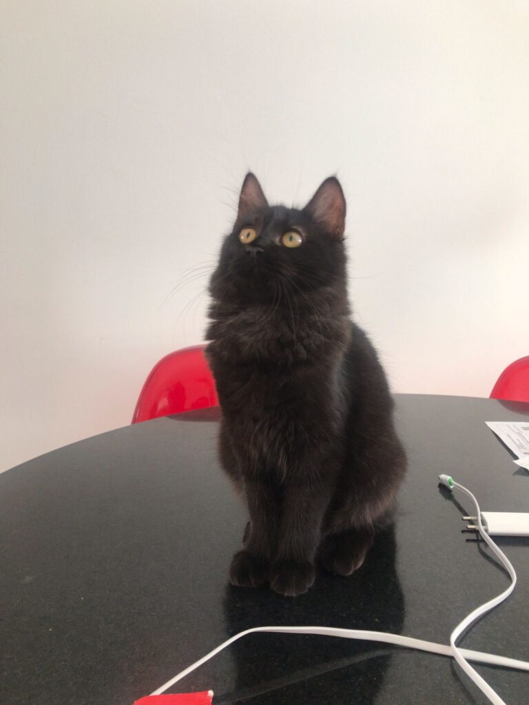 Imagen de un gato negro sentado en una mesa mirando para arriba