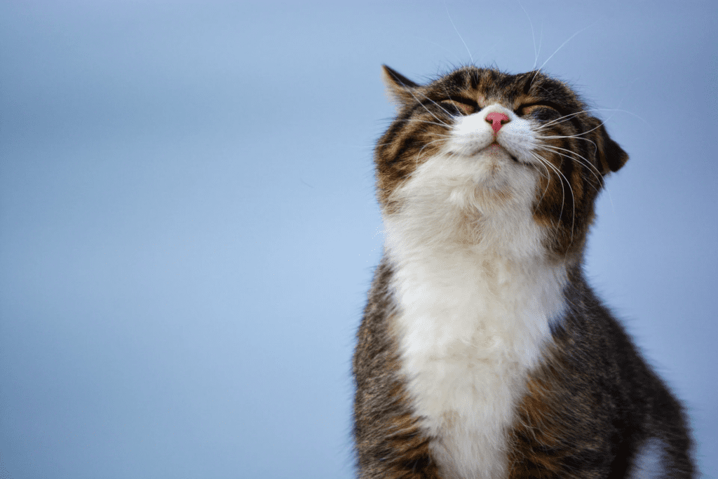 Lindo gato tigrado en un fondo azul,suspirando feliz