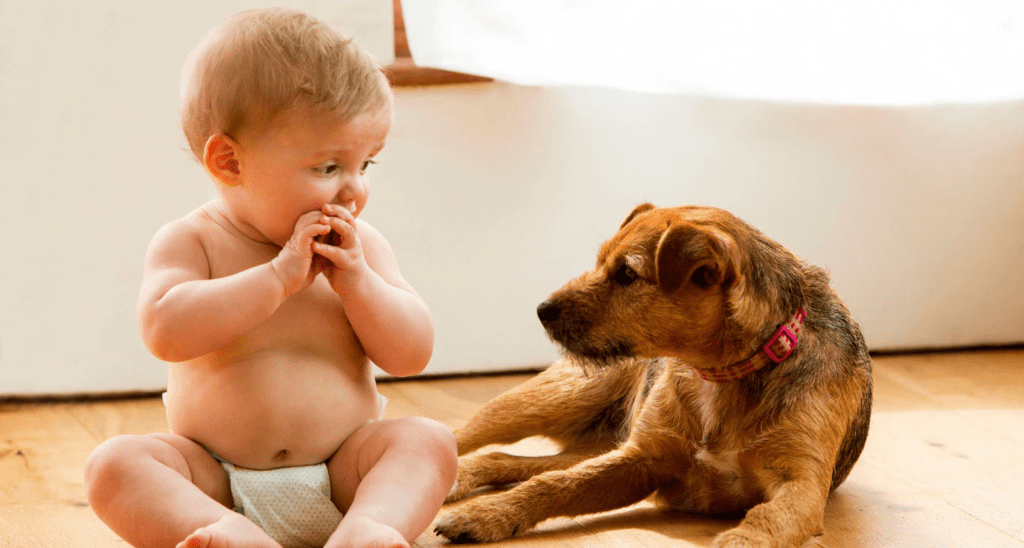 imagen de un bebe nuevo en casa y su perrito