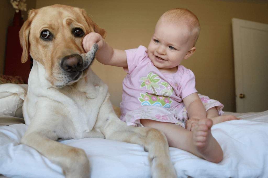 nuevo bebe en casa, 5 consejos
Imagen muestra una linda bebe sentada en la cama y su perro