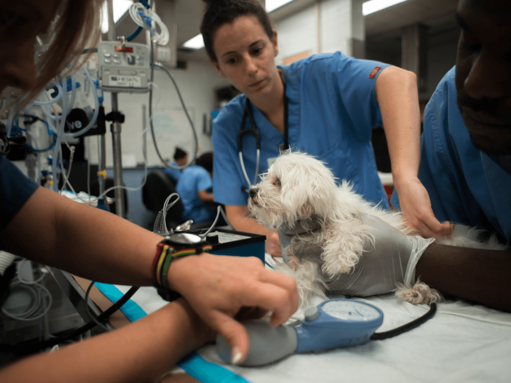 incendios y cuidado post incendio, imagen muestra animal rescatado en el veterinario siendo tratado