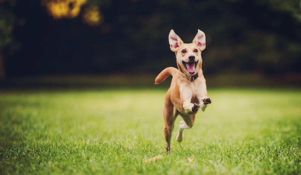 Lindo perrito corriendo en el parque