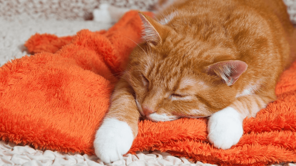 Tu gato esta enfermo?
Imagen muestra un gato naranja acostado y decaido