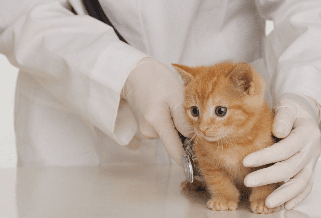 Tu gato esta enfermo?
Aqui vemos un gatito en su consulta veterinaria 