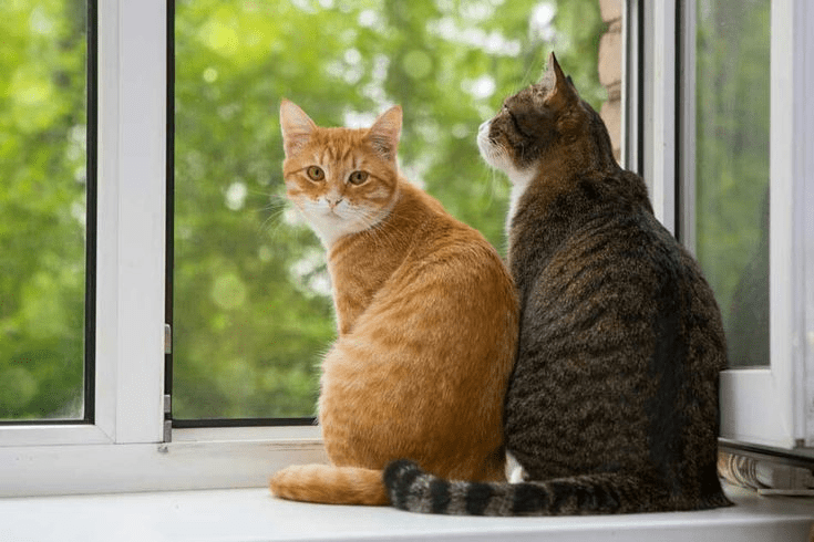 Tu gato está enfermo?aqui vemos 2 gatos en la ventana,uno el amarillo nos mira