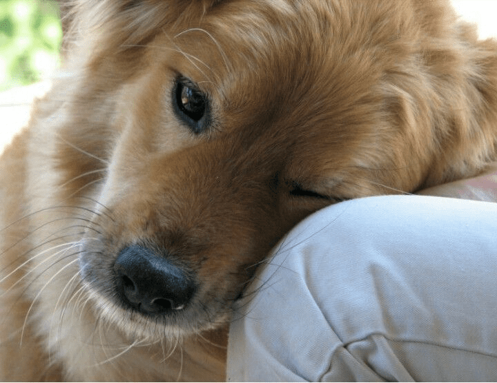 La intuición canina,  lindo perro apoyando su cabeza en la rodilla de su dueño 