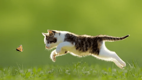 Gato siguiendo una mariposa