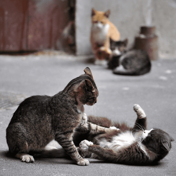 gatos peleando 